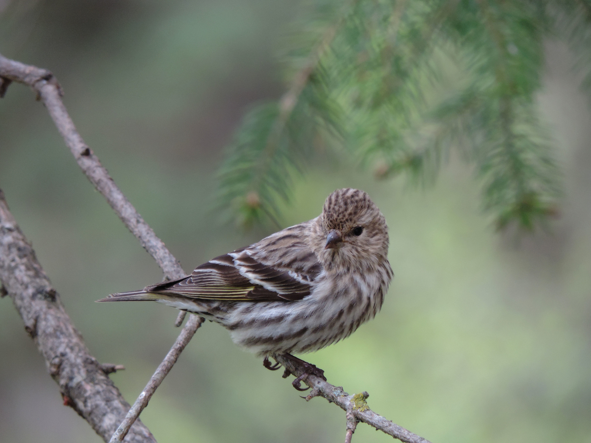 A pine siskin is perched on a bare branch. Behind it is a spruce bough. The bird is streaky with shades of grayish brown, pale yellow, white, and nearly black.