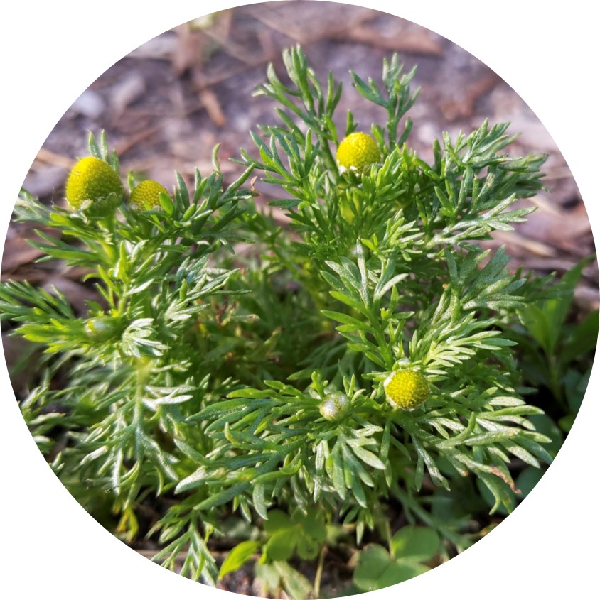 This pineapple-weed is a small plant that grows low to the ground, commonly on sidewalks. It has fruity-smelling yellow flowers and green feathery leaves.