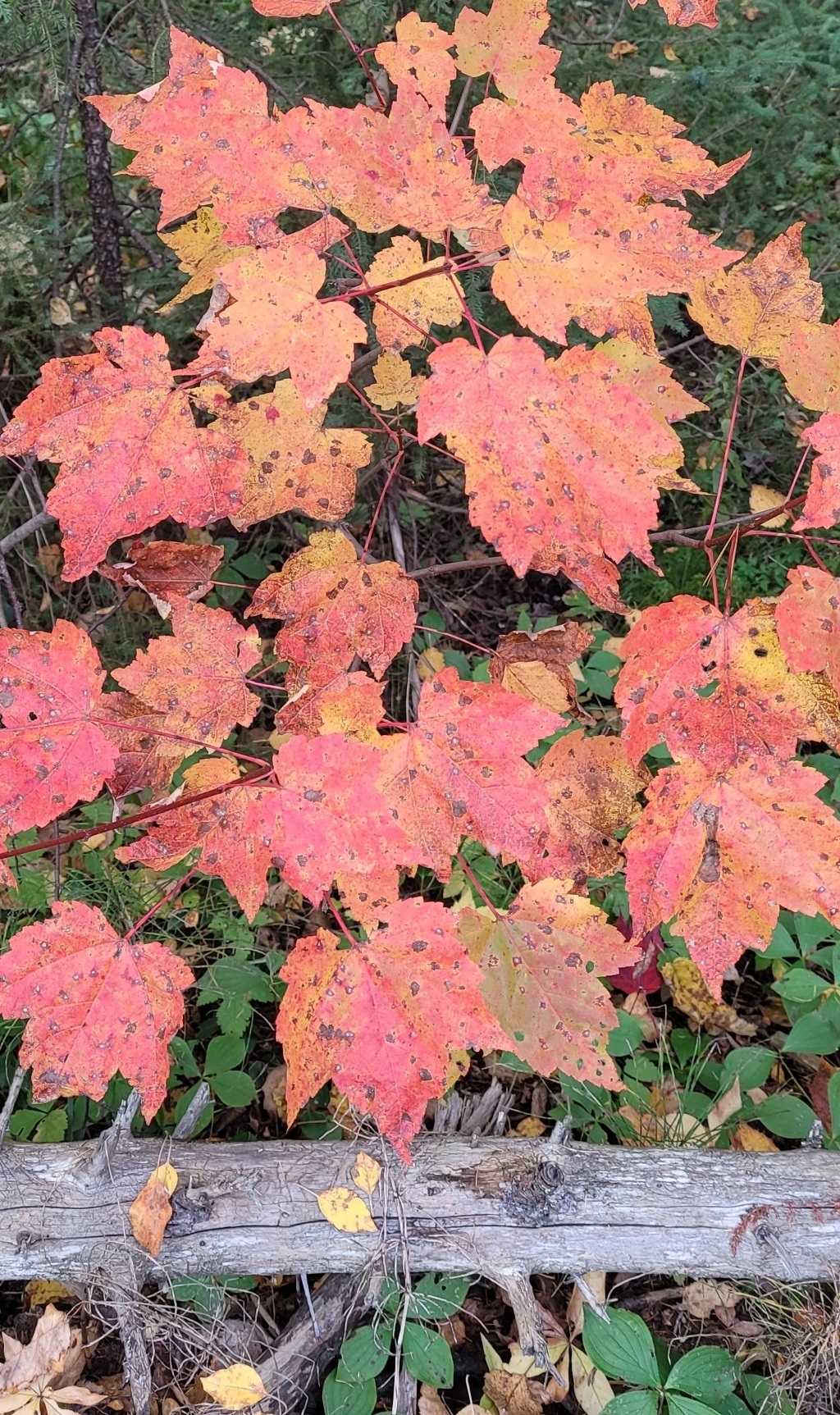 Brightly colored red maple leaves contrast against a dark green background. The maple leaves are pink, yellow, orange, and red.
