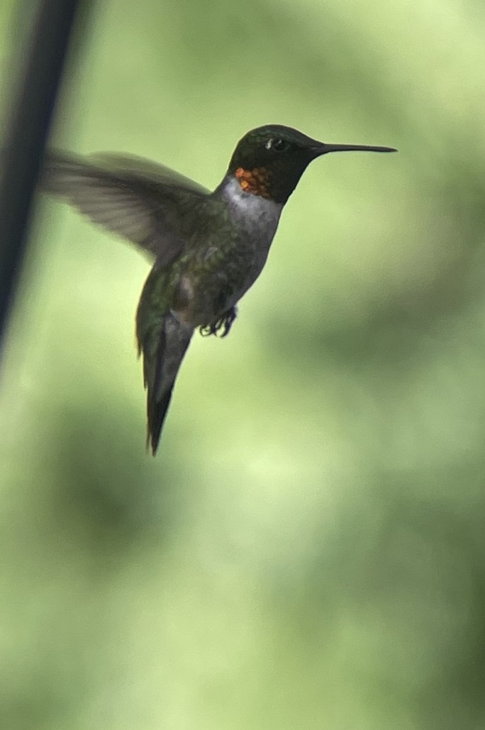 A small hummingbird is hovering and silhouetted against a green background. Its wings are a blur and it has a long slender bill.