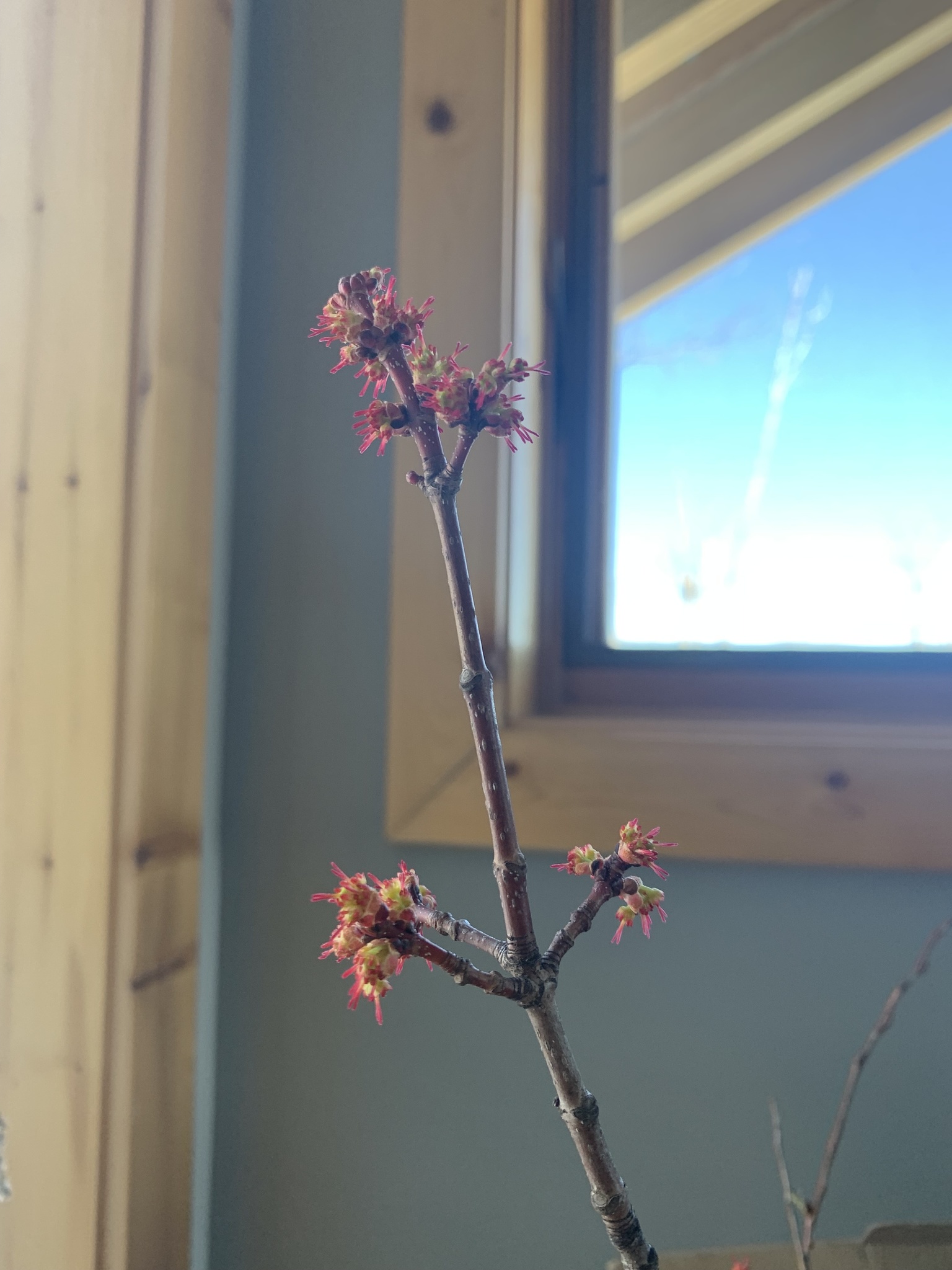 In the interior of someone's home, a twig with flower buds is growing