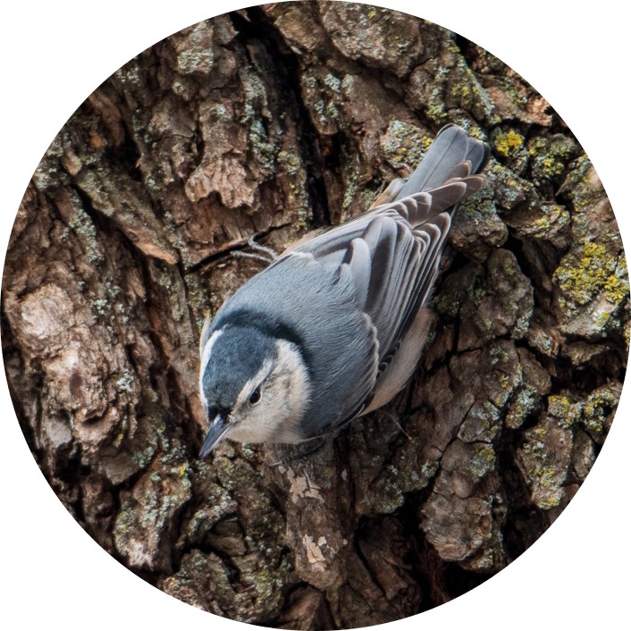A nuthatch is perched upside down on the rough bark of a tree trunk. Its back is blue-gray and it has white and black on its face.