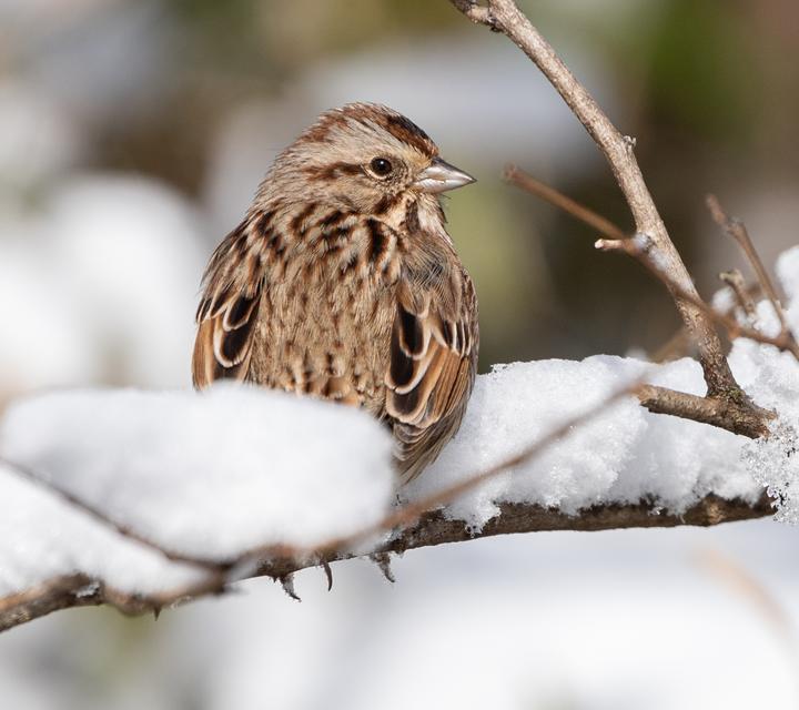 Song sparrow on a snowy branch. Its back, which is streaked with brown, tan, rust, and a little black, is turned to the viewer.