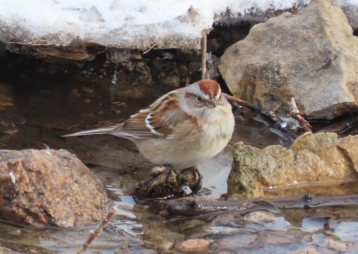 American tree sparrow perched on rocks near snow and open water. The tree sparrow has a rusty cap and a gray breast with a single dark spot in the middle.