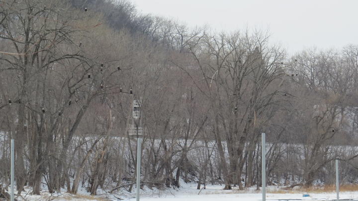 About twenty eagles perched high in bare trees above a river. A winter scene