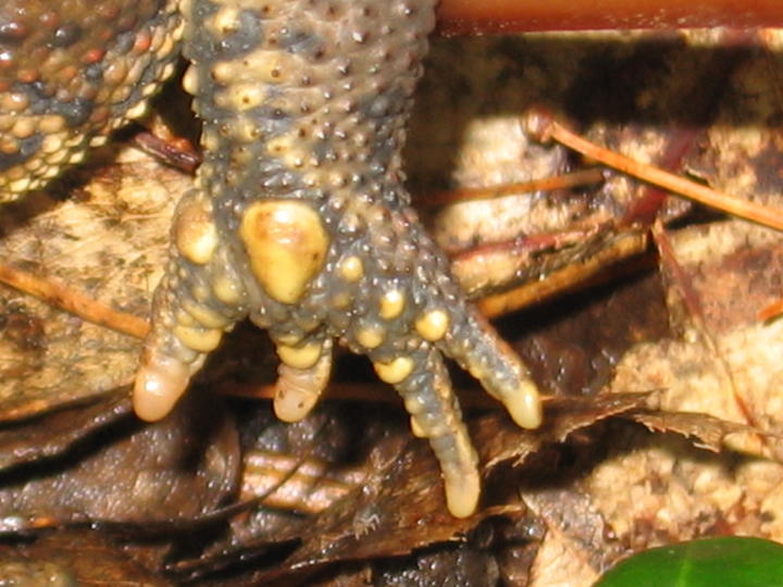 Front foot of an American toad. Hardened tips of the fingers allow the toad to dig in soft sands and soils.