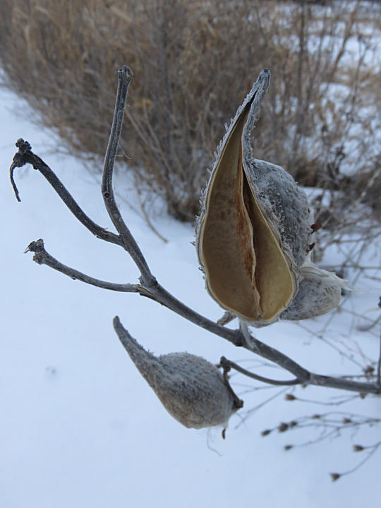 Common milkweed with empty pods against a snowy backdrop