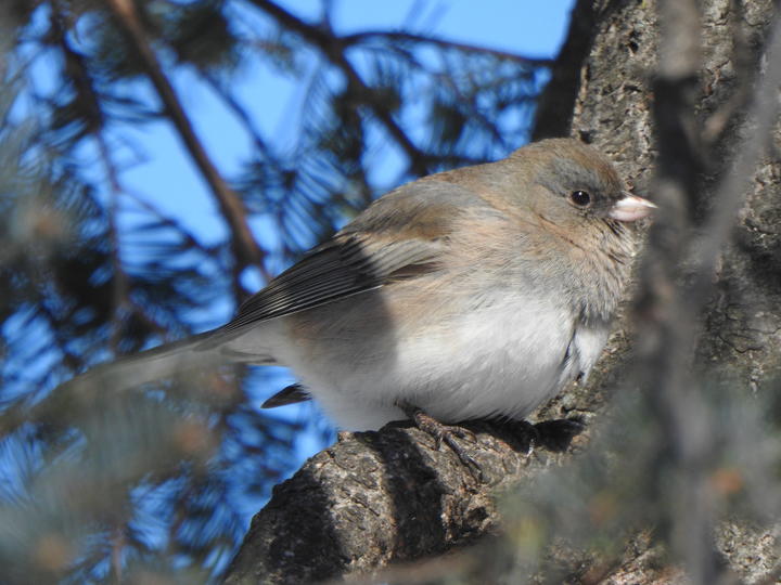 Dark-eyed junco perched in a spruce tree with blue sky in the background