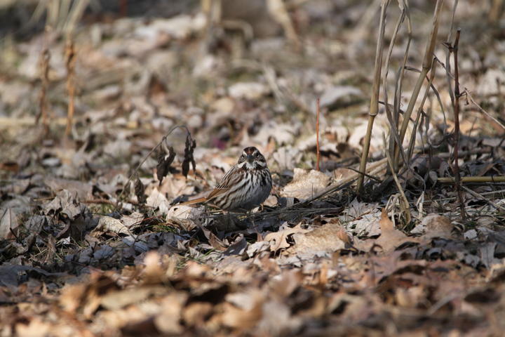 Song sparrow on the ground before things green up in spring.