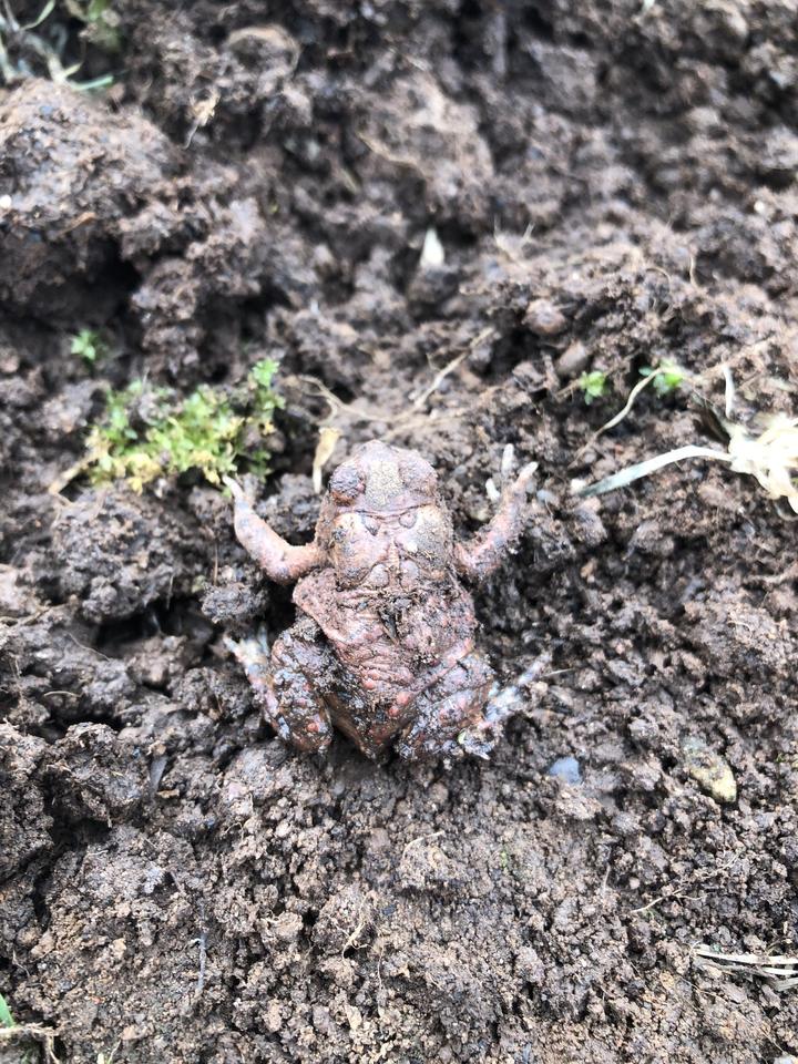 American toad on the soil with soil on the body.