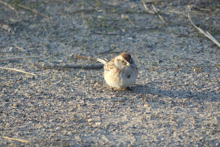 American tree sparrow on sandy ground. Observed in the month of April, when tree sparrows are soon to migrate north.