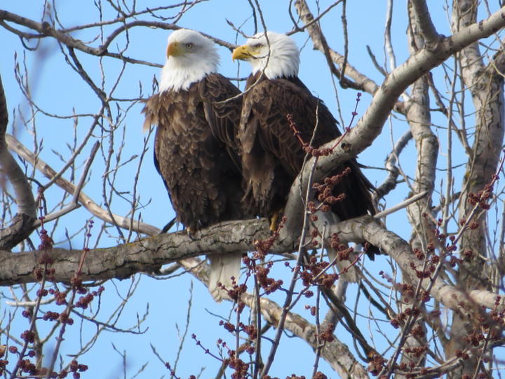 A pair of adult bald eagles perched in a tree. The branches are bare of leaves but flower buds are present.