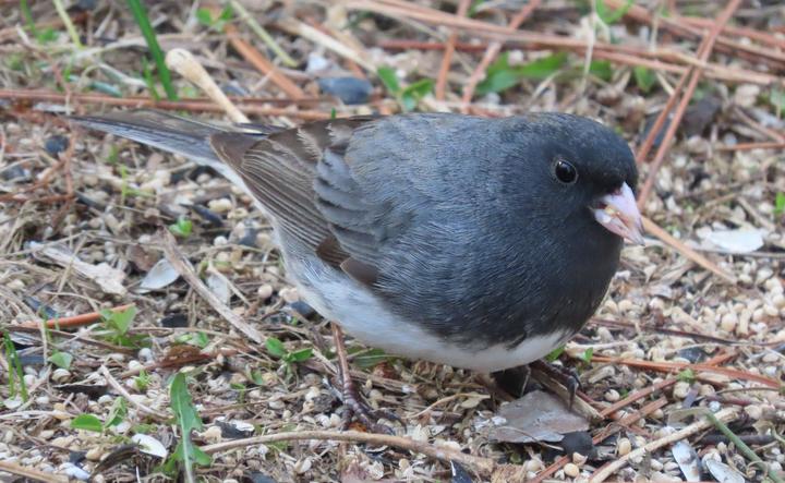 Dark-eyed junco with a pale pink bill, eating grains on the ground.