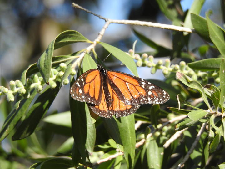 Monarch adult with worn wings