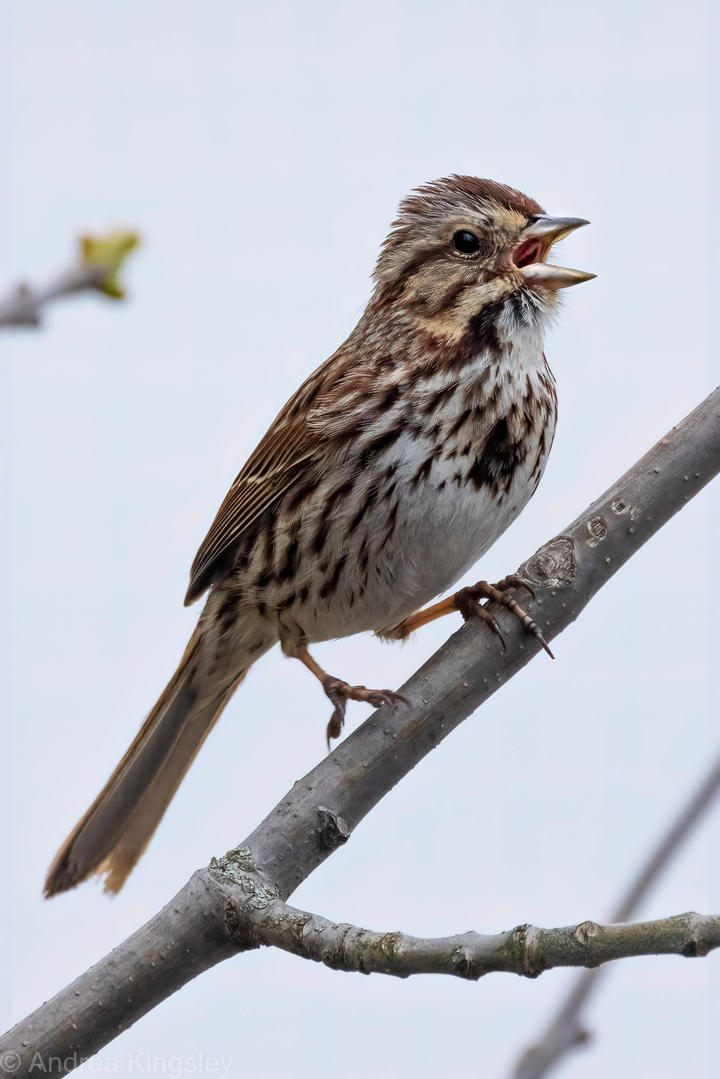 Song sparrow singing. Its streaky breast has a central "stickpin" (darker patch) that can be a helpful fieldmark.