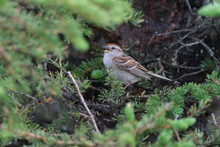 American tree sparrow with its mouth open, possibly singing, perched in a spruce tree.