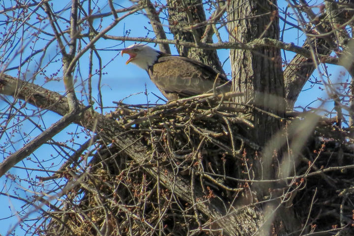 An adult eagle on a nest. The tree is bare of leaves and the sky is blue. Observed in the month of March.