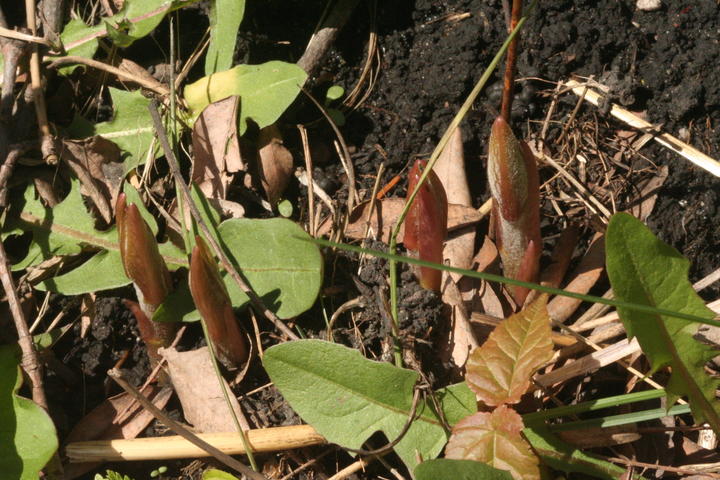 Initial growth of common milkweed - new stalks poking up through the soil