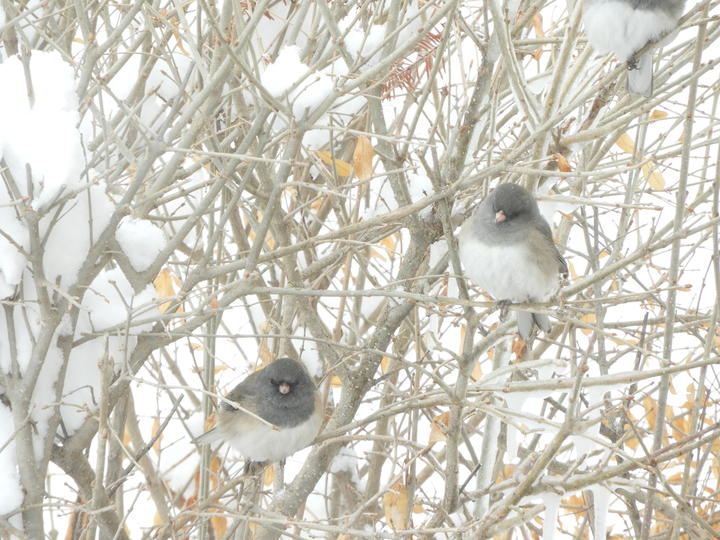 Two dark-eyed juncos perched in a shrub in a snowy scene