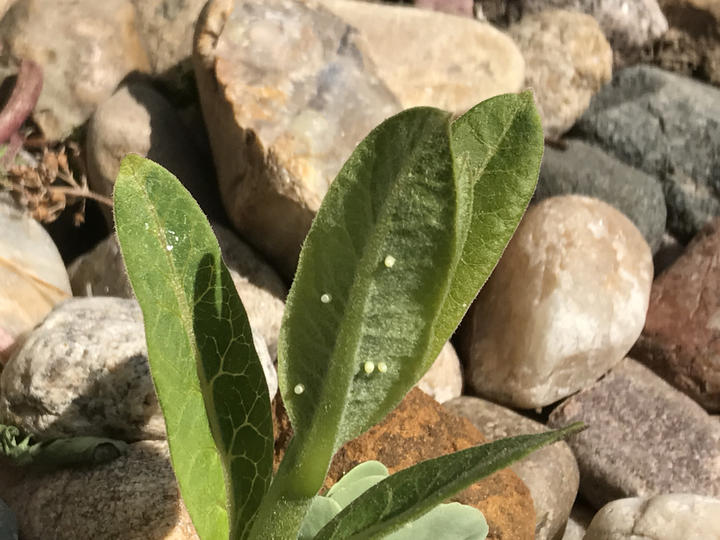 Monarch eggs on the new leaves of a milkweed plant