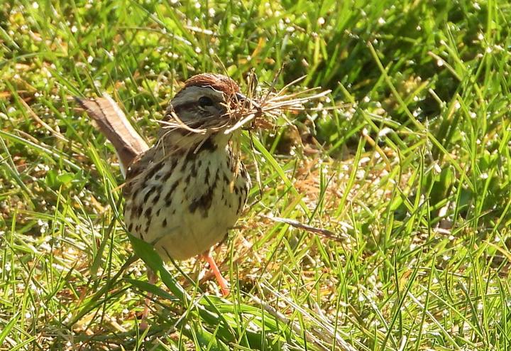 Song sparrow with nesting material (straw and dried vegetation) in its bill.