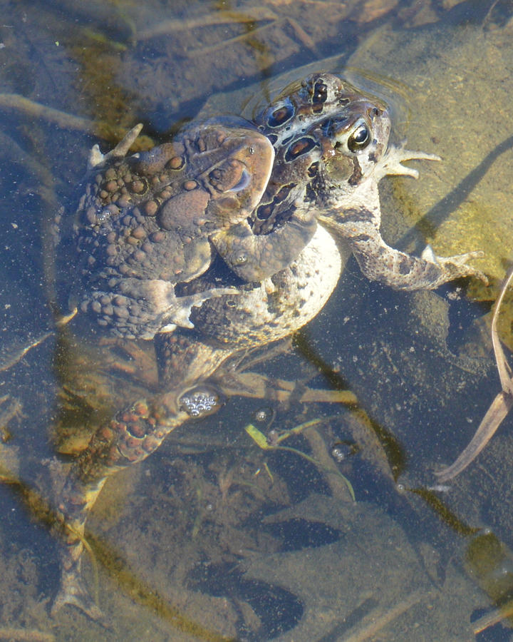 American toads mating in the water.