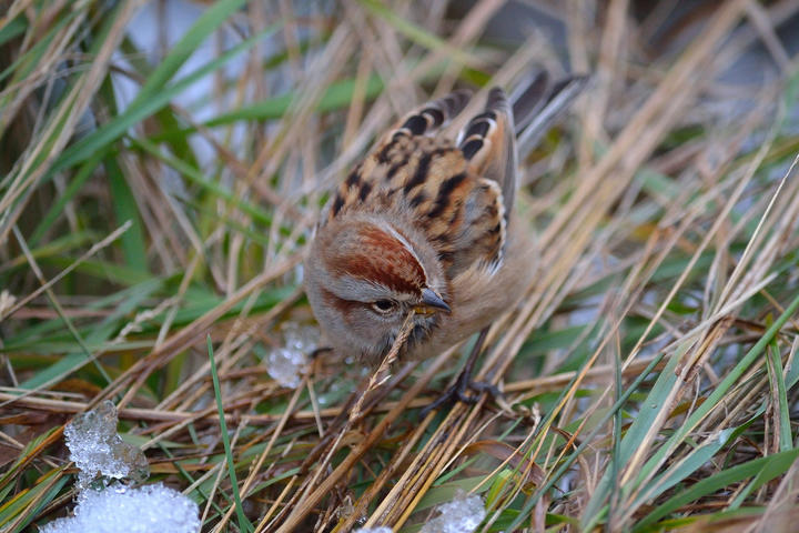 American tree sparrow on the ground, eating seeds off dried grass. There is some snow on the ground, and also some green blades of grass.