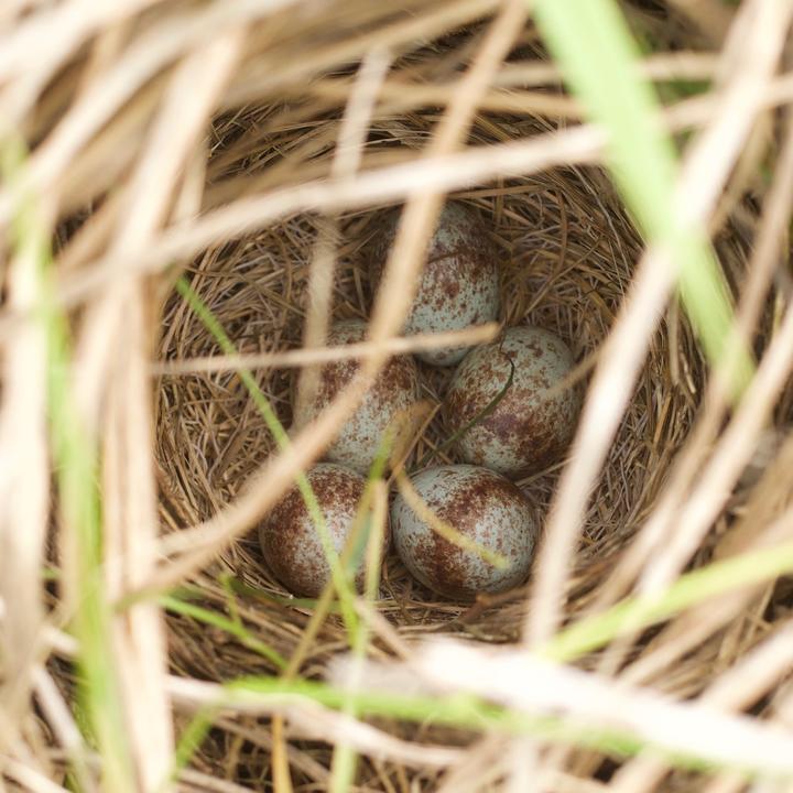 A song sparrow nest, hidden behind grasses and weeds, contains five eggs. The eggs are pale blue with brown speckling.