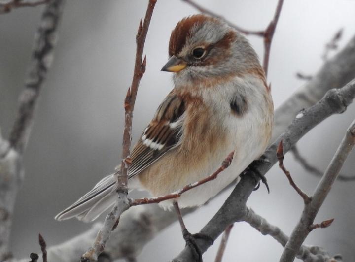 American tree sparrow perched in a treeless shrub. A blurry gray-white background suggests a snowy scene.