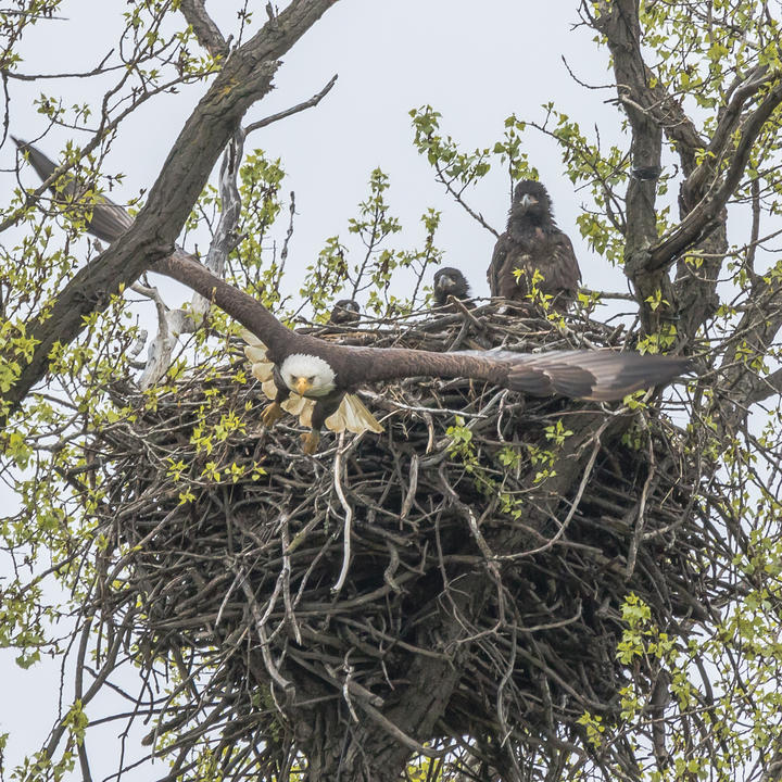 Three bald eagle nestlings are in the nest. An adult is flying in the direction of the photographer. There are small green leaves on the tree and a pale blue sky.