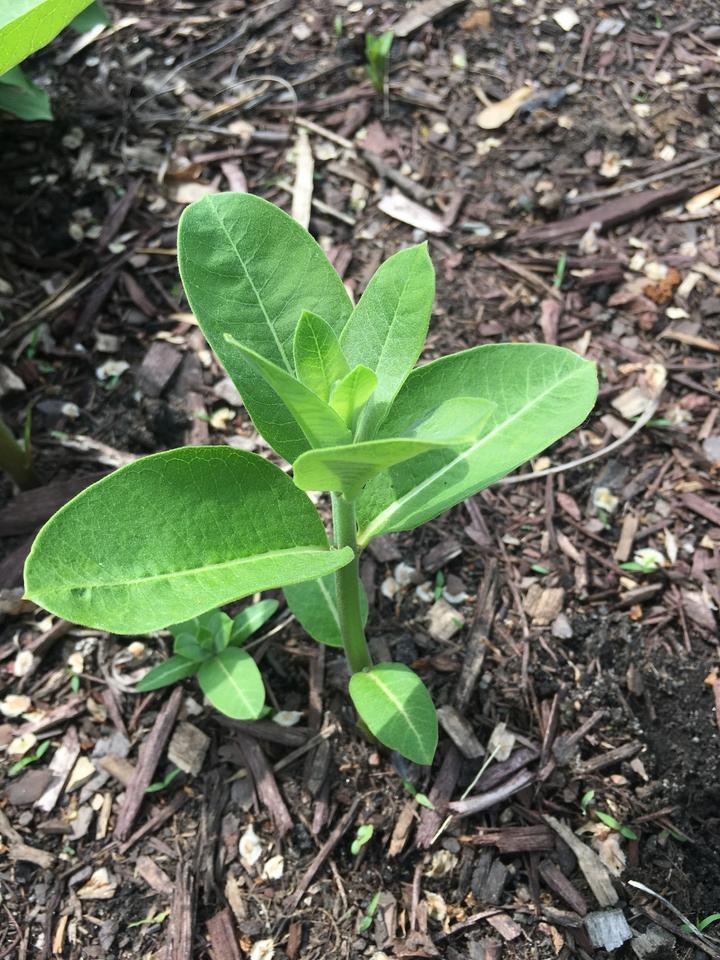 Common milkweed growing early in the season with bright green leaves in an opposite arrangement