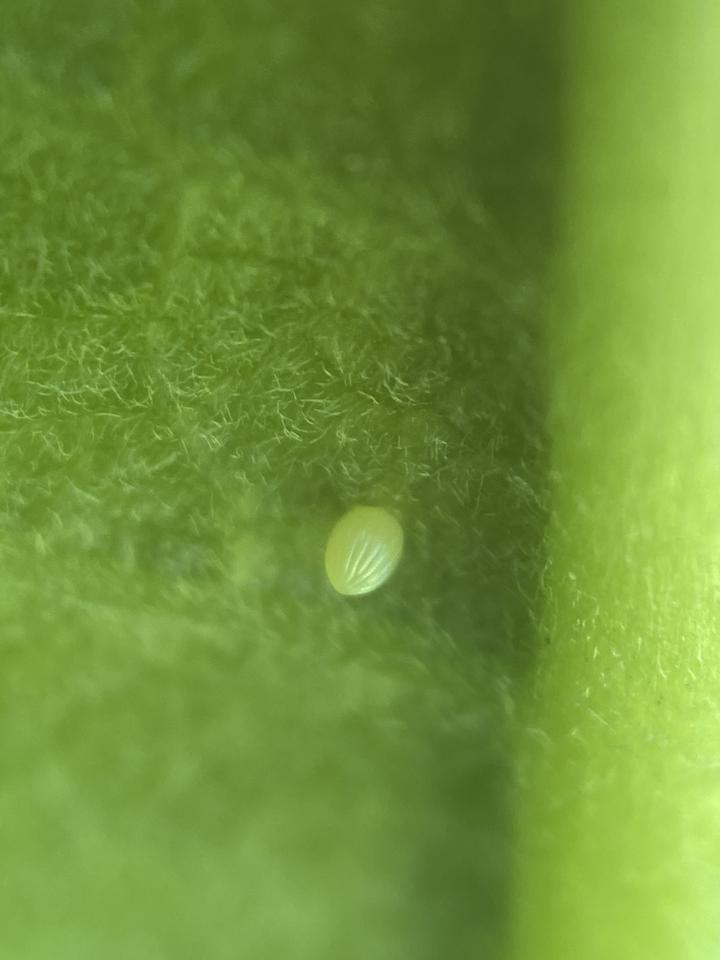 Monarch egg on the underside of a milkweed leaf