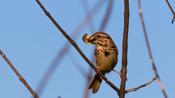 Song sparrow perched on a twig with a moth in its bill against a bright blue sky.
