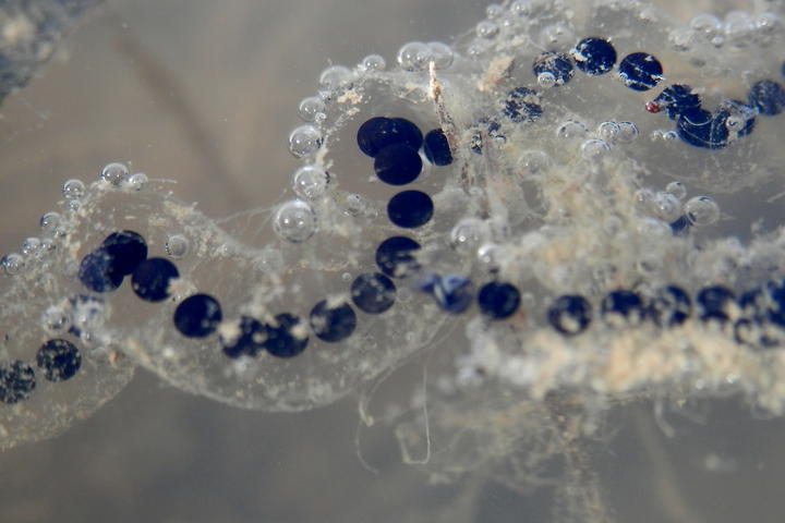 American toad eggs in the water. Clear gelatenous material encloses a string of black spherical shapes.