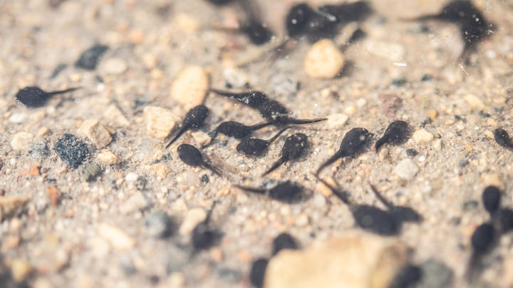 American toad tadpoles in the water. Small black round bodies with tails.