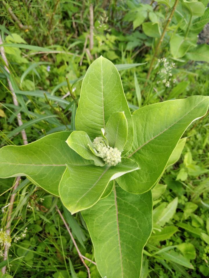 Common milkweed with flower buds, still tightly closed