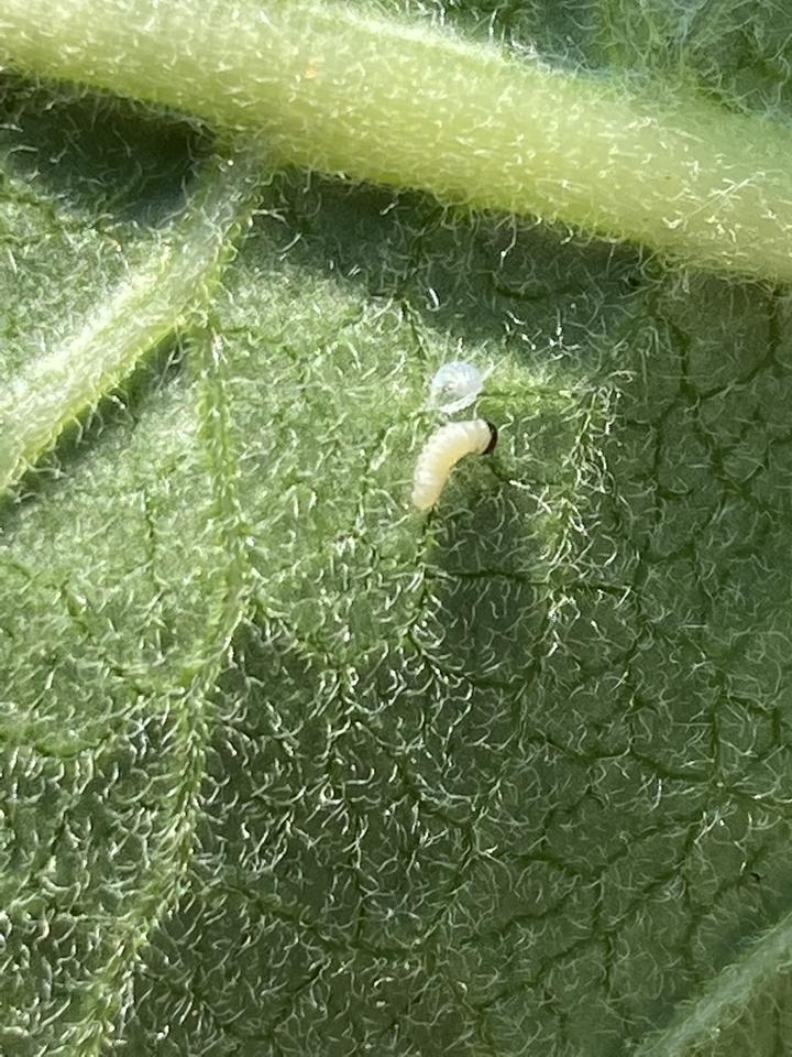 Monarch larva emerged from egg on the underside of a milkweed leaf