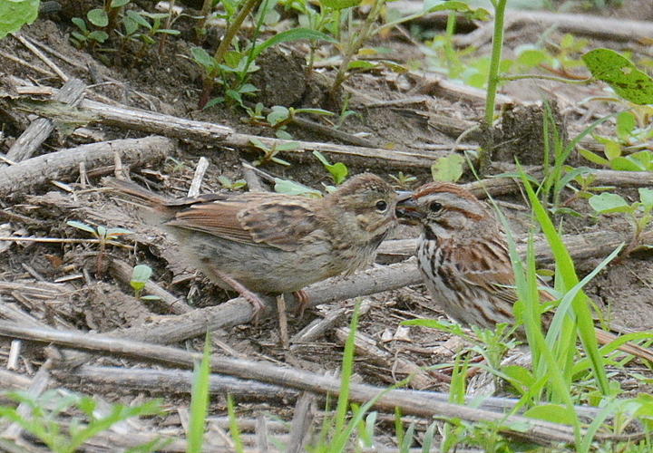A parent song sparrow feeds its young. Both are on the ground.