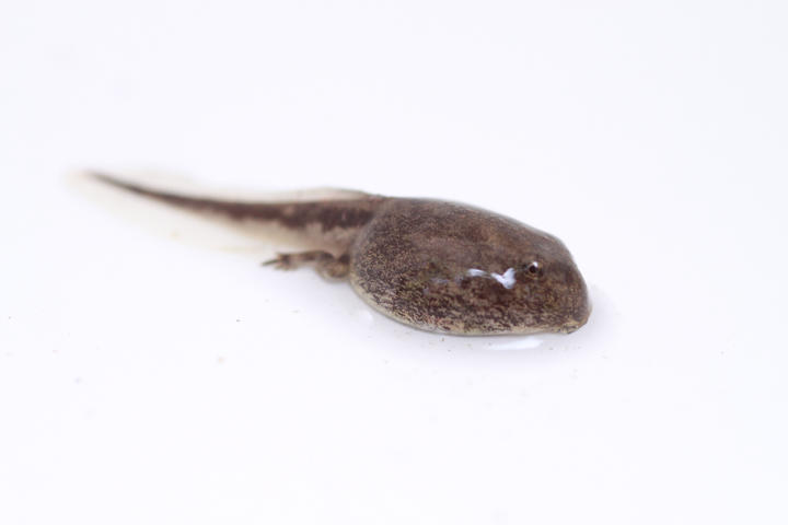 American toad tadpole, developing in to a toad