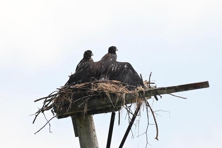Two nestling bald eagles in nest. The nest seems small because the young birds have grown so large.