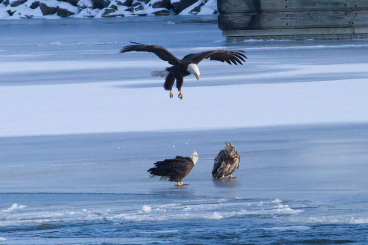 Two adult and one juvenile bald eagles on ice that extends from a river's banks.