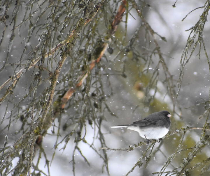 Dark-eyed junco perched with snowflakes falling