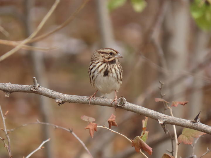 Song sparrow perched with an autumnal background
