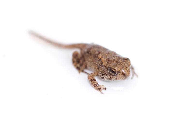 American toad "metamorph" has a tail like a tadpole and a head, body, and legs like a toad.