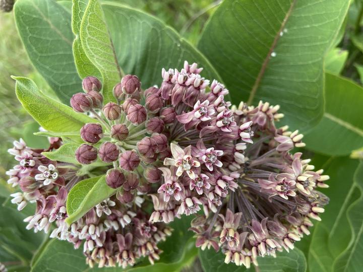 Common milkweed flowers, close-up. Some buds are still closed. Open flowers show five-point symmetry.