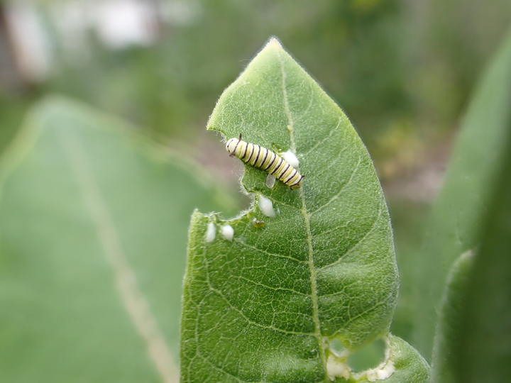 Monarch larva on a chewed milkweed leaf with drops of white sap