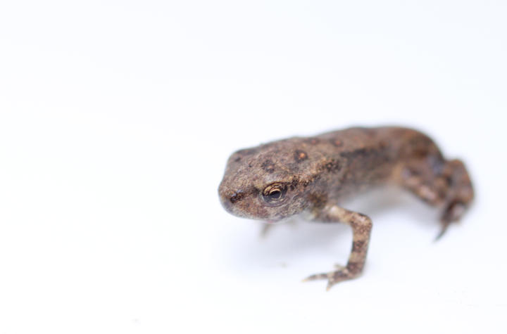 American toad "metamorph" has a head, body, and legs like a toad and the tadpole tail is almost gone.