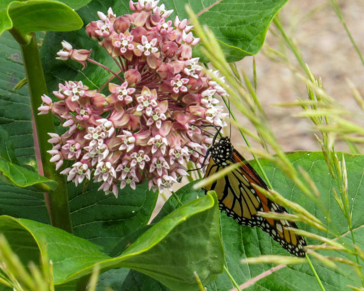 Common milkweed flower cluster with a monarch butterfly