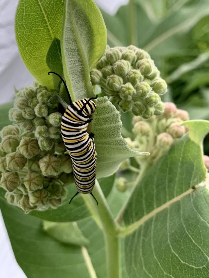 Large monarch larva next to flower buds on a milkweed plant