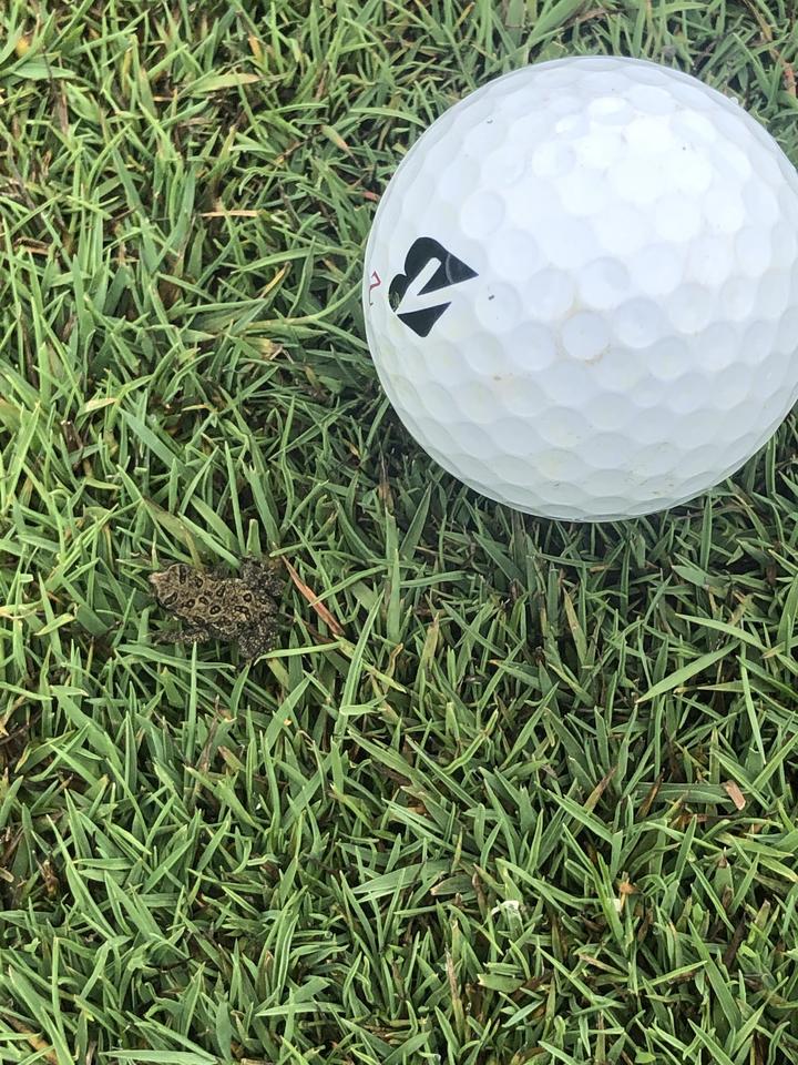 American toadlet is tiny on the grass next to a golf ball that is many times its size.